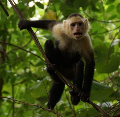 capuchins monkey sale