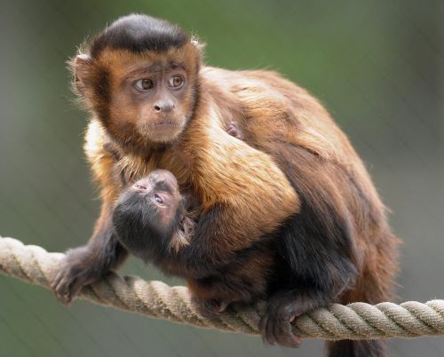 capuchins monkeys