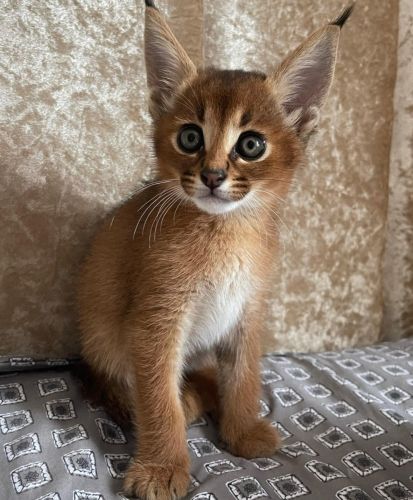 CARACAL CATS