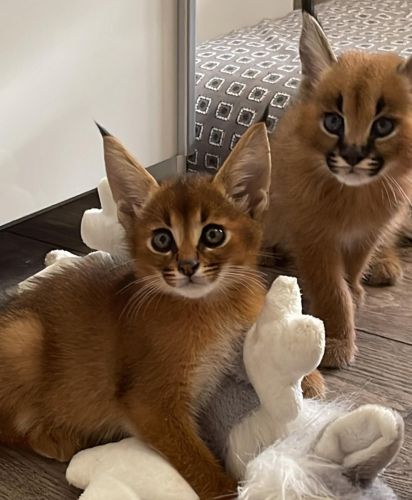 Caracal Cats