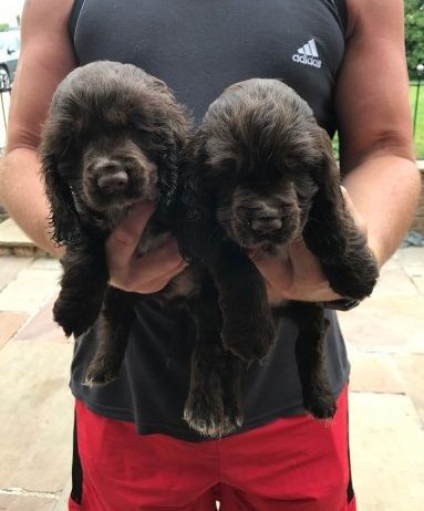 Beautiful Show Type Cocker Spaniels