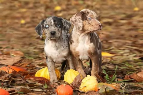 catahoula leopard puppies - health problems