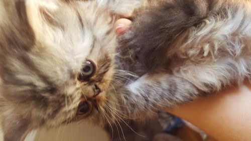 Taking Deposits Now On Persian Himylaian Kittens