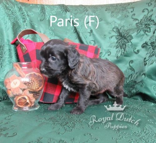 for sale: Female Cavachon's