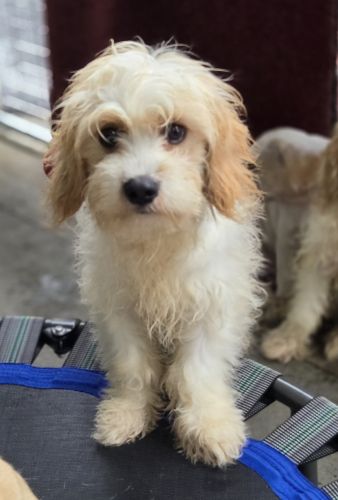 Cavachon puppies