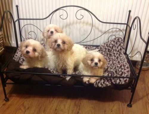 Beautiful Cavachon Puppies