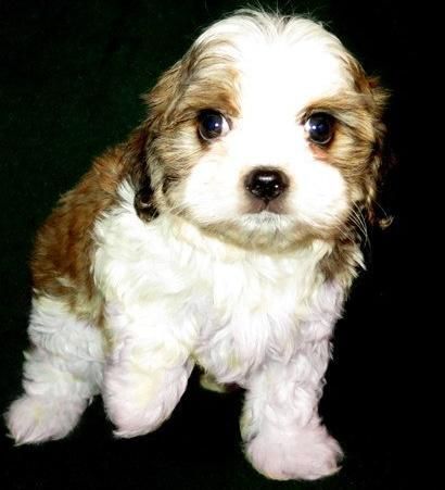 Best Cavachon puppies