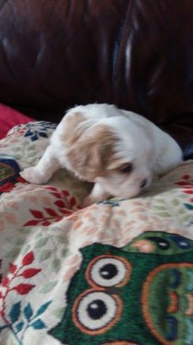 Beautiful Cavachon Pups