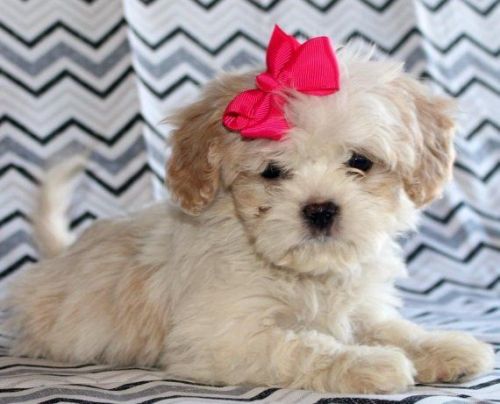 Cavachon Puppies