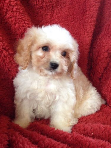Cavachon Puppies Ready Now