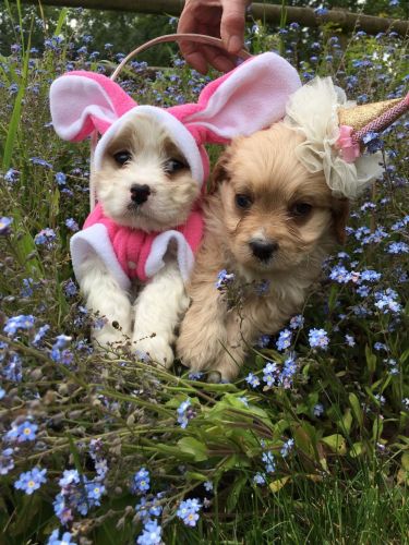 Beautiful Cavachon Puppies