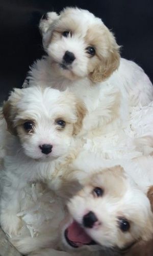 Stunning F1 Cavachon Puppies