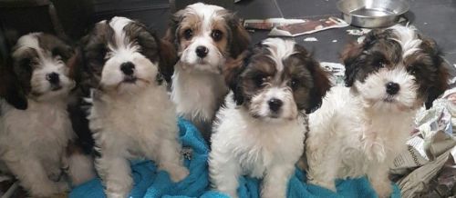 Cavachon Puppys