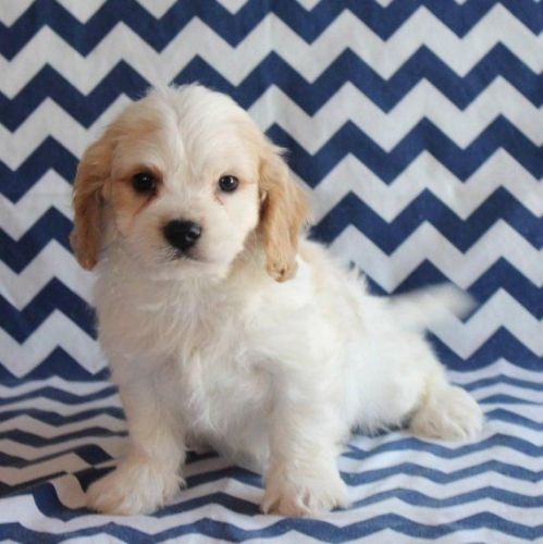 Cavachon Pups for sale now