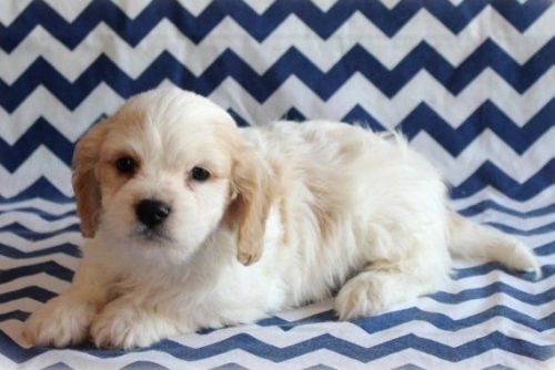 Cavachon F1 Pups