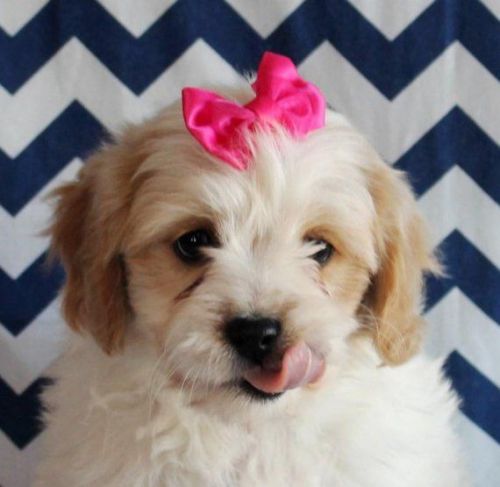 Wonderful F1 Cavachon Puppies For Sale.