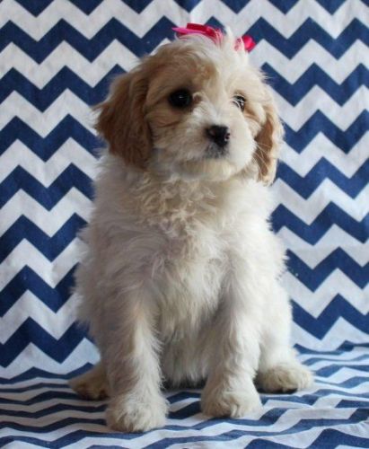 Stunning F1 Cavachon Puppies