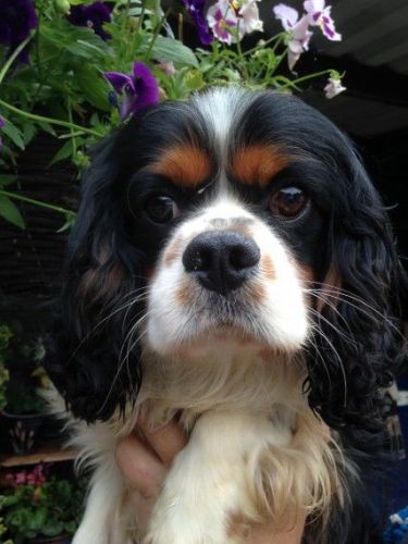 Stunning Cavachon Puppies