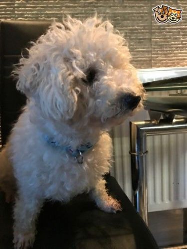 Cavachon Pups Ready Now