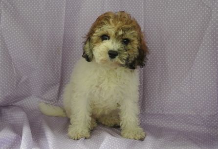 cavachon puppies for Loving HOMES