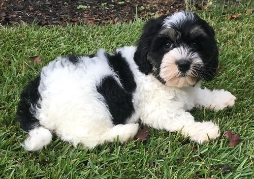 Perfect Cavachon puppies
