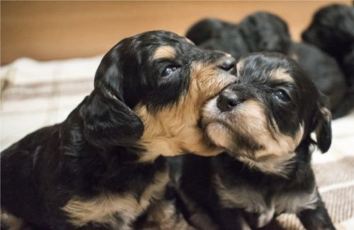 We have a beautiful litter of Cavachon puppies for adoption
