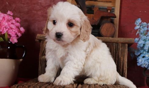 Friendly, Sweet Cavachon Puppies