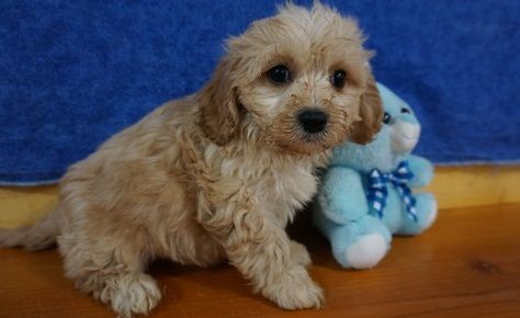 beautiful thick coat Cavachon puppies