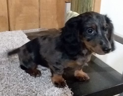 Mini dachshund puppy