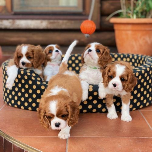 Cavalier king Charles Spaniel Puppies for sale