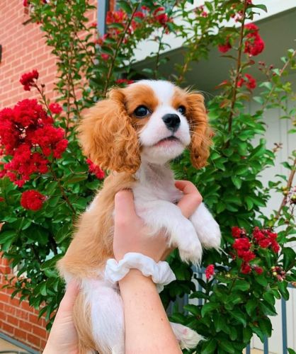 Cavalie king Charles Spaniel Puppies for Sale