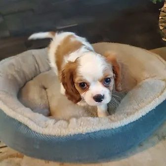 Bambi the King Charles