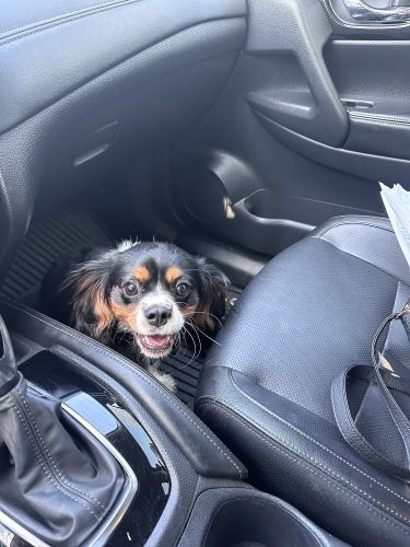 CKC LONG HAIRED CAVALIER KING CHARLES COCKER SPANIEL