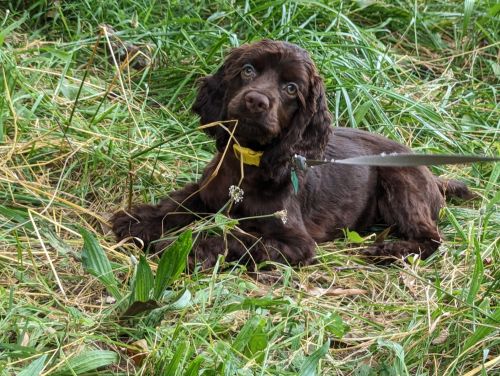 COCKER SPANIEL PUPPY