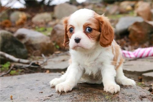 CAVALIER KING CHARLES SPANIEL PUPPIES