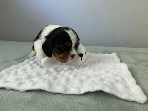 Cavalier King Charles Spaniel Female Tri-Color