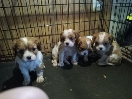 Mini cavalier king charles