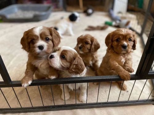 Cavalier King Charles Spaniel Seeking New Homes