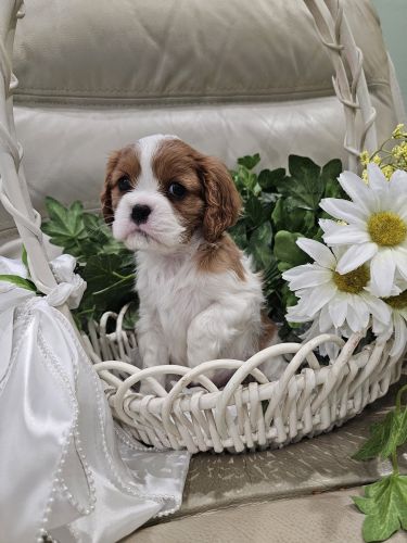 Miss Yolo--AKC Cavalier King Charles Spaniel PUPPIES