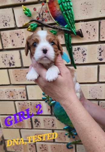 PEDIGREE/DNA TESTED CAVALIER