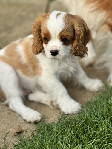 Beautiful Cavalier King Charles Spaniels