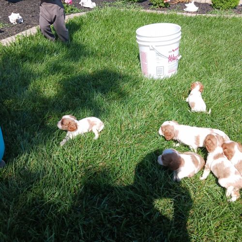 Adorable, lovingly King Charles Cavalier, puppies