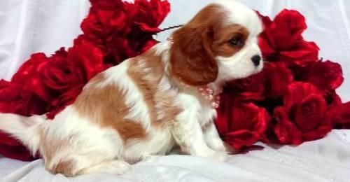 Tiger Cavalier King Charles Spaniel Puppies.