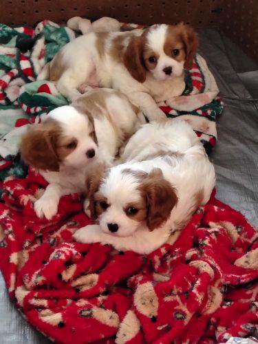 Cavalier puppies Ready Sept, 6-7th