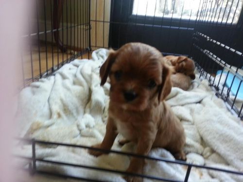 Cavalier King Charles Puppies