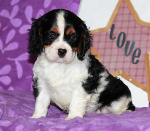 Cavalier King Charles Spaniel Puppies