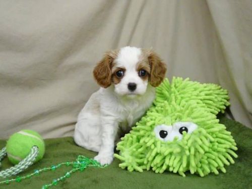 Adept Cavalier King Charles Pups 4 Sale