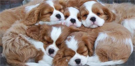 Cavalier King Charles Spaniel puppies