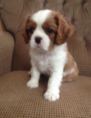 Cavalier King Charles Spaniel Puppies