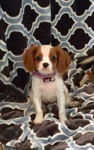 Cavalier King Charles puppies